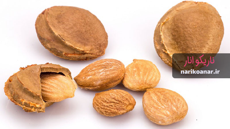 خرید عمده هسته هلو